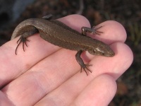 Eläimet - Animals - 動物