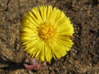 Kasvit - Plants - 植物